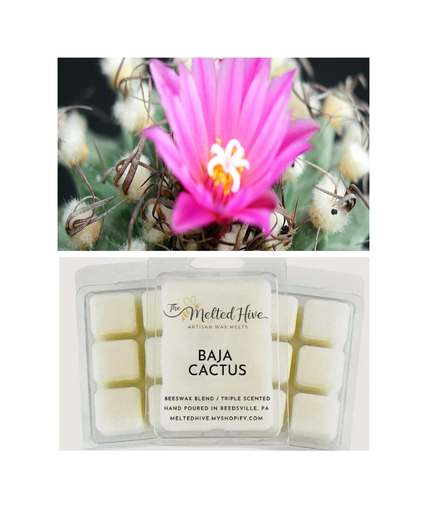 BAJA CACTUS